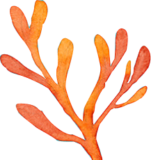 sea coral plant